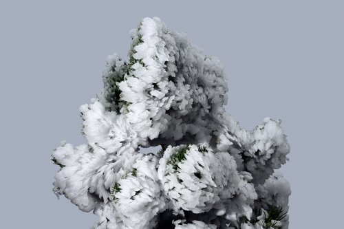 Arres d'Anie (Pierre Saint-Martin, Pyrénées Atlantiques) - Branches de pin recouvertes de givre(MO-25-0015)