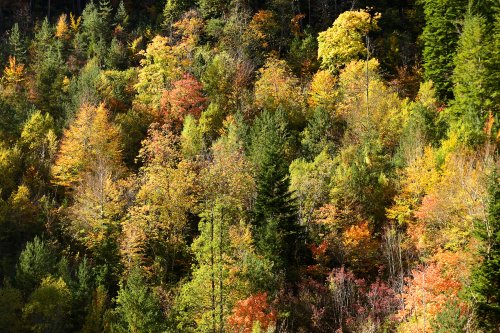 Arbres avec feuillages d'automne dans la vallée de la Jonte (Les Douzes, Lozère) (PA-17-0058)