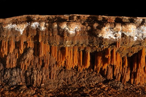 Grotte de Vitalis (Hérault)- Baguettes de gour (poolfingers)(SP-08-0505)