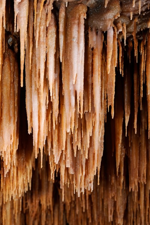 Grotte des Vents d'Anges (Aude) - Détail de baguettes de gour ("poolfingers")(SP-08-0746.jpg)
