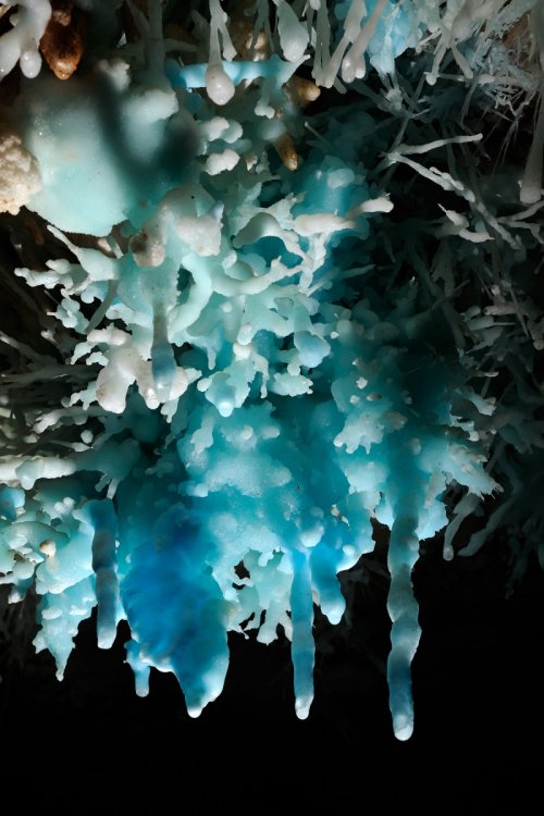 Aven des Crozes (Hérault) - Bouquet d'aragonite bleue avec stalactites(SP-09-0703)