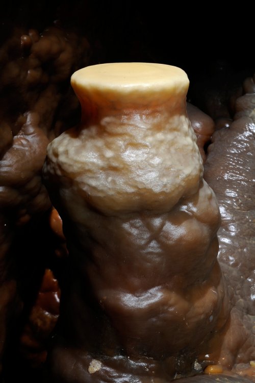 Grotte de Dargilan (Lozère) : Stalagmite avec sommet plat (SP-11-0092)