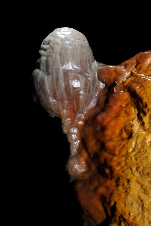 Grotte de Dargilan (Lozère) : Stalagmite grise qui s'est développée sur le bord d'un bloc(SP-11-0096)
