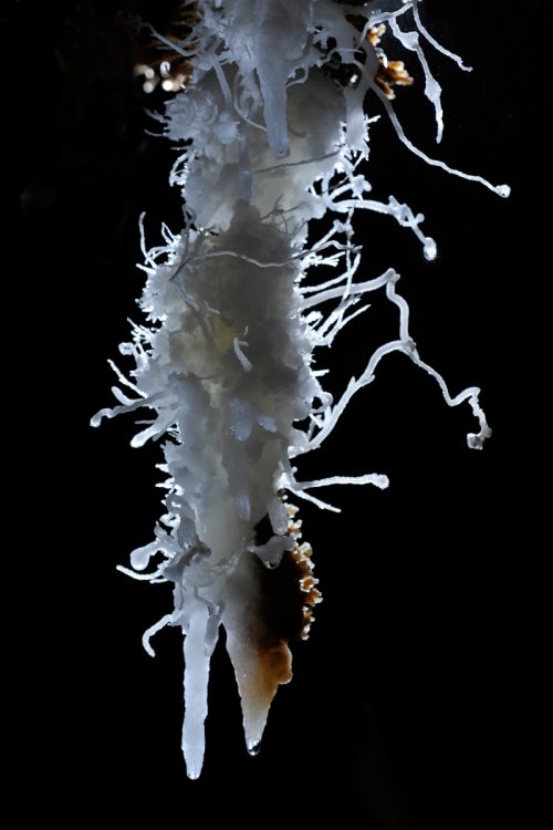 Grotte des Vents d'Anges (Aude) : Grosse stalactite avec excentriques d'aragonite(SP-12-0820)