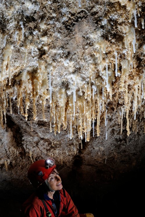 Grotte des Vents d'Anges (Aude) - Femme regardant un plafond couvert de stalactites d'aragonite(SP-12-0827)