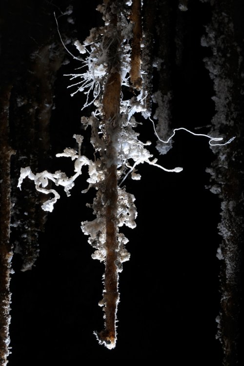 Grotte des Canalettes (Pyrénées Orientales) - Stalactite avec excentriques(SP-12-0890)
