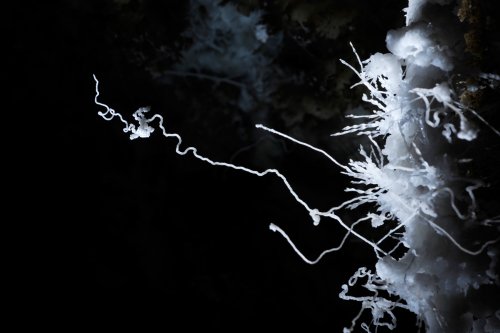 Grotte des Canalettes (Pyrénées Orientales) - Fine excentrique partant d'une stalactite(SP-12-0897)