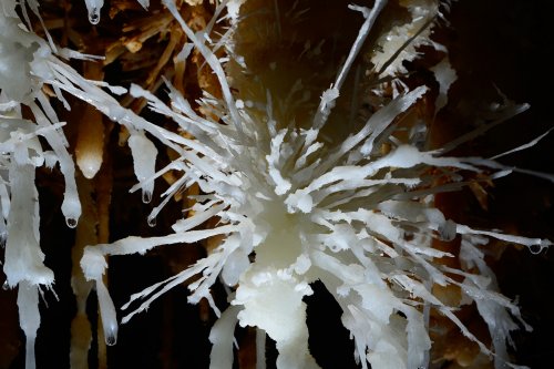 Grotte de Pousselières (Hérault) - Détail petit bouquet d'aragonite (avec aiguilles) (SP-12-1081)