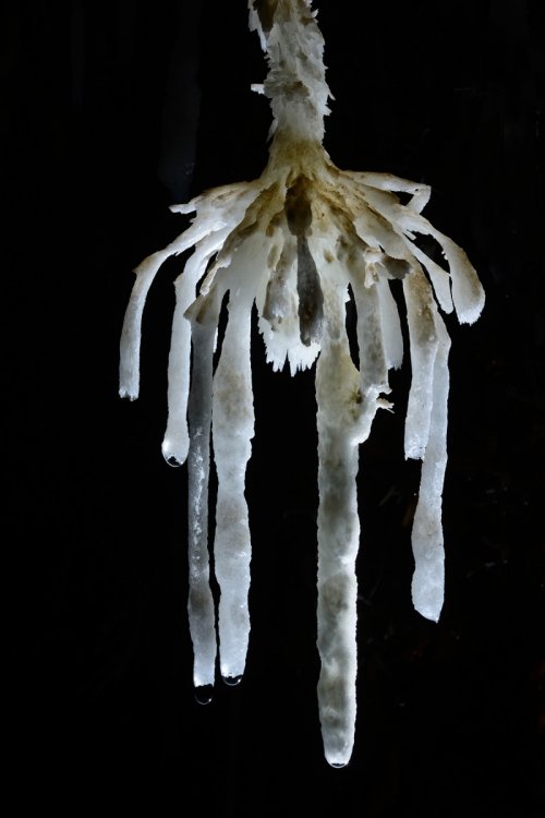 Grotte de Pousselières (Hérault) - Stalactites d'aragonite (l'araignée). (SP-12-1096)