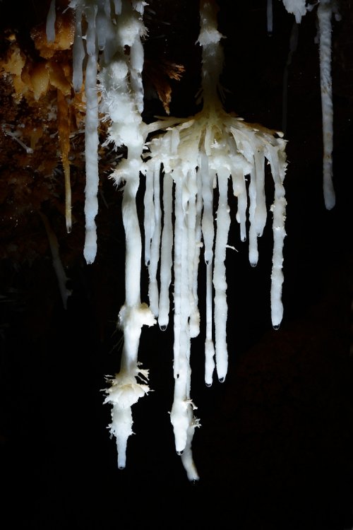 Grotte de Pousselières (Hérault) - Bouquet de fistuleuses d'aragonite ("araignée"). (SP-12-1098)