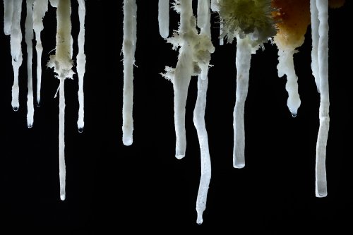 Grotte de Pousselières (Hérault) - Rideau de stalactites blanches(SP-12-1103)