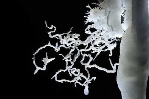  Grotte de Malaval (Lozère) - Détail d'excentriques d'aragonite (SP-13-0008.)