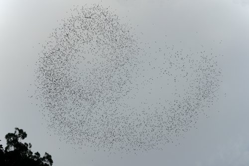 Deer Cave (Gunung Mulu National Park, Bornéo, Malaisie) - Envol des chauve-souris le soir à l'entrée de la grotte.(SP-13-0533)
