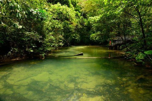 Clearwater Cave (Gunung Mulu National Park, Bornéo, Malaisie) - Rivière à la sortie de la grotte.(SP-13-0586)