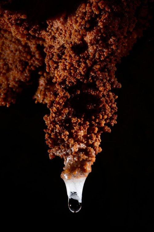 Grotta del Paranco (région de Trieste, Italie) -  Stalactite marron et blanche avec goutte au bout (SP-13-0926)