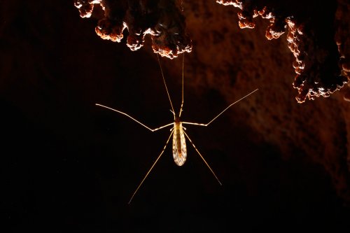 Grotta del Paranco (région de Trieste, Italie) - Moustique dans la salle d'entrée (perché par les pattes avant à une concrétion)(SP-13-0933)