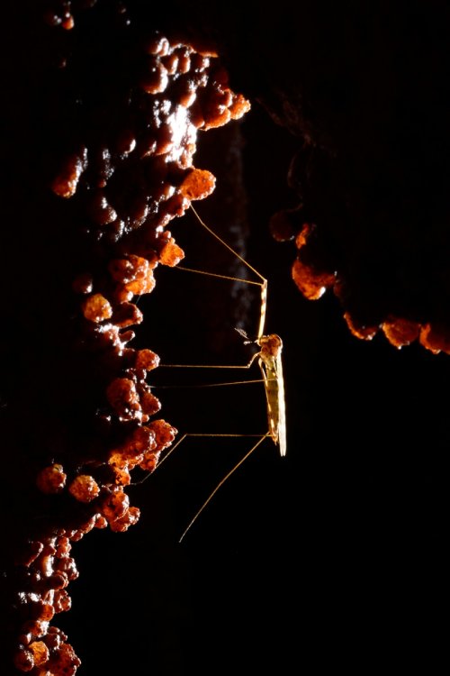 Grotta del Paranco (région de Trieste, Italie) - Moustique dans la salle d'entrée(SP-13-0937)