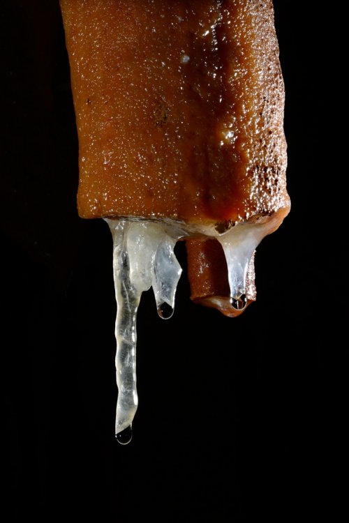 Grotta Impossibile (région de Trieste, Italie) - Fistuleuses "poussant" sur une ancienne stalactite massive a priori cassée par un tremblement de terre (SP-13-1141)