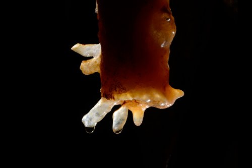 Grotta Impossibile (région de Trieste, Italie) - Fistuleuses "poussant" sur une ancienne stalactite massive a priori cassée par un tremblement de terre (SP-13-1148)