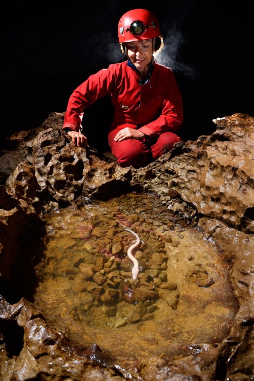 Planinska Jama (Slovénie) -  Spéléo regardant un protée dans flaque d'eau(SP-13-1273)