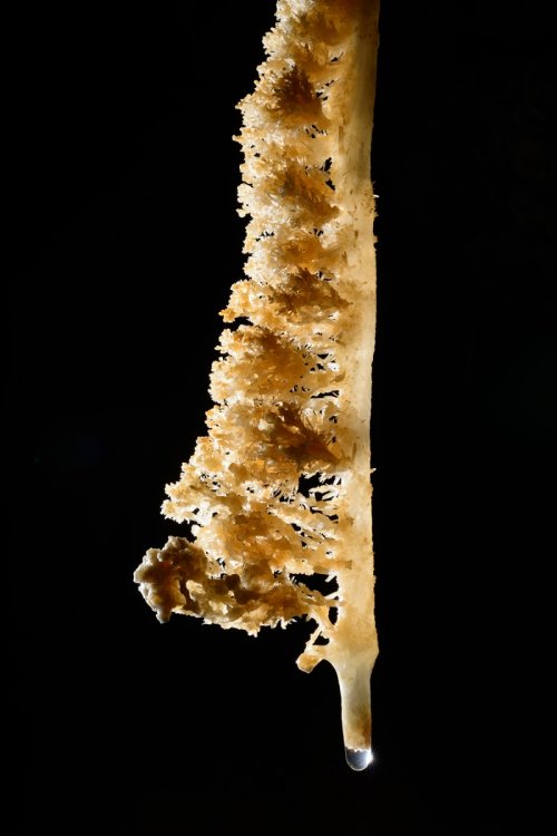 Grotte de Pousselières (Hérault) - "Brosse à dent" (excentriques d'un côté d'une stalactite) (SP-13-1422)