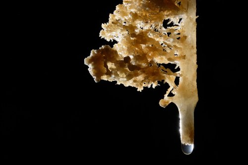 Grotte de Pousselières (34) - Détail de l'extrémité d'une "brosse à dent" (excentriques d'un côté d'une stalactite) (SP-13-1425)