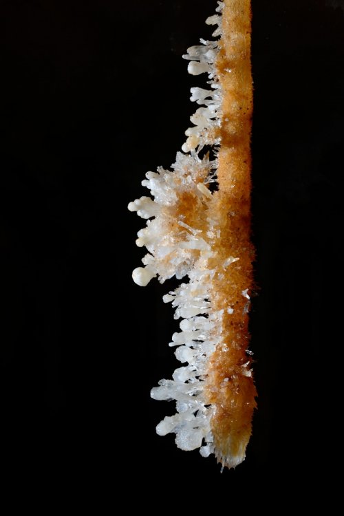 Grotte des Ecossaises (Hérault) - Stalactite orange avec cristaux de calcite blancs (brosse à dent)(SP-13-1473)