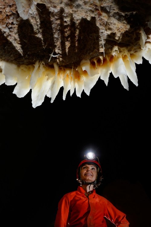 Cueva Sorbeto (Province d'Arecibo, Porto Rico) - Stalactites blanches (mâchoire)(SP-14-0242)