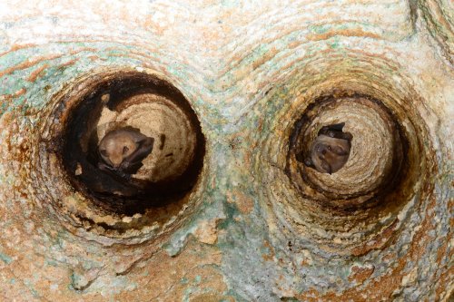 Cueva del Indio(Province d'Arecibo, Porto Rico)- Chauve-souris au plafond(SP-14-0308)