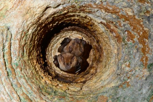 Cueva del Indio(Province d'Arecibo, Porto Rico )- Chauve-souris au plafond(SP-14-0313)