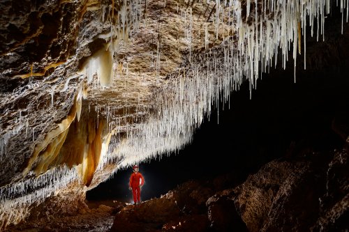 Cueva Sorbeto (Province d'Arecibo, Porto Rico) - Galerie avec plafond couvert de fistuleuses(SP-14-0372)