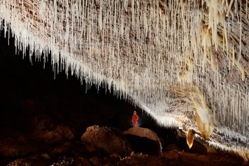 Cueva Sorbeto (Province d'Arecibo, Porto Rico) - Galerie avec plafond couvert de fistuleuses(SP-14-0379)