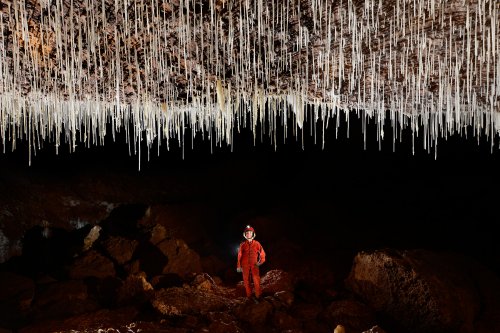 Cueva Sorbeto (Province d'Arecibo, Porto Rico) - Fistuleuses au plafond d'une galerie(SP-14-0385)