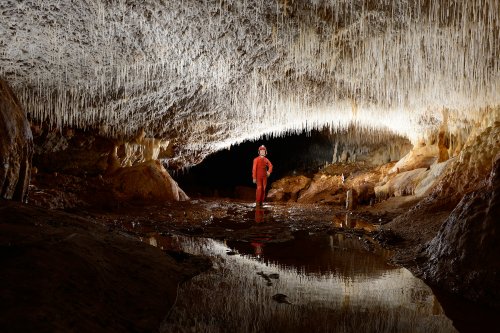 Cueva Sorbeto (Province d'Arecibo, Porto Rico) - Galerie avec plafond couvert de fistuleuses (reflet dans laisse d'eau)(SP-14-0389)