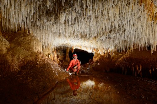 Cueva Sorbeto (Province d'Arecibo, Porto Rico) - Galerie avec plafond couvert de fistuleuses(SP-14-0395)