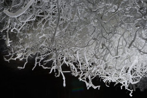 Grotte de Malaval (Lozère) - Excentriques d'aragonite au plafond(SP-14-0714)