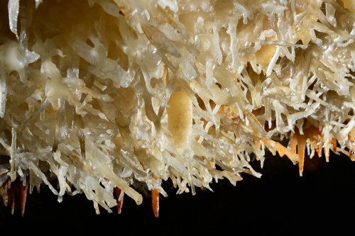Grotte de la Toussaint (Gard) - Plafond couvert d'excentriques(SP-14-0909)