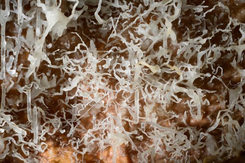 Grotte de la Toussaint - fines excentriques(SP-14-0923)