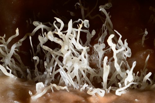 Grotte de la Toussaint - fines excentriques(SP-14-0925)