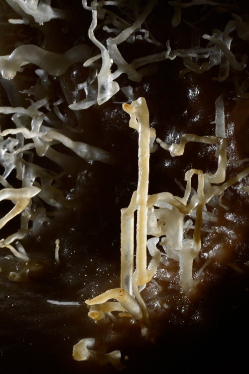 Grotte de la Toussaint (Gard) - Fines excentriques(SP-14-0928)