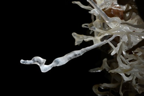 Grotte de la Toussaint (Gard) - Fine excentrique (le "teckel")(SP-14-0934)