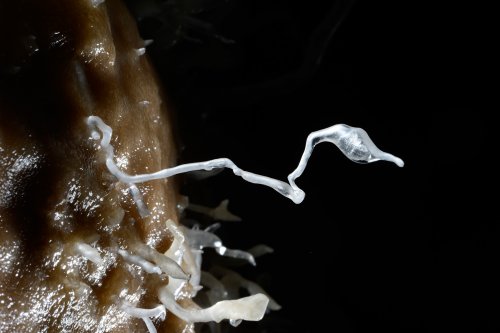 Grotte de la Toussaint (Gard) - Fine excentrique (le "cygne")(SP-14-0935)