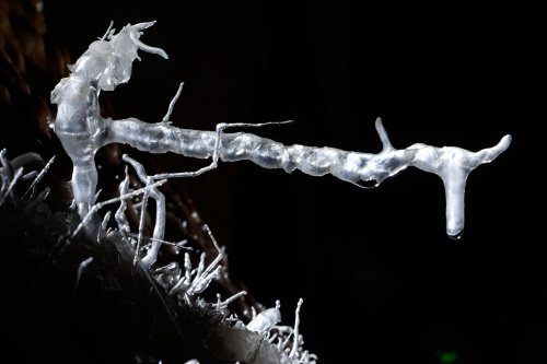 Grotte de la Toussaint (Gard) - Fine excentrique (le "taureau") (SP-14-0939)