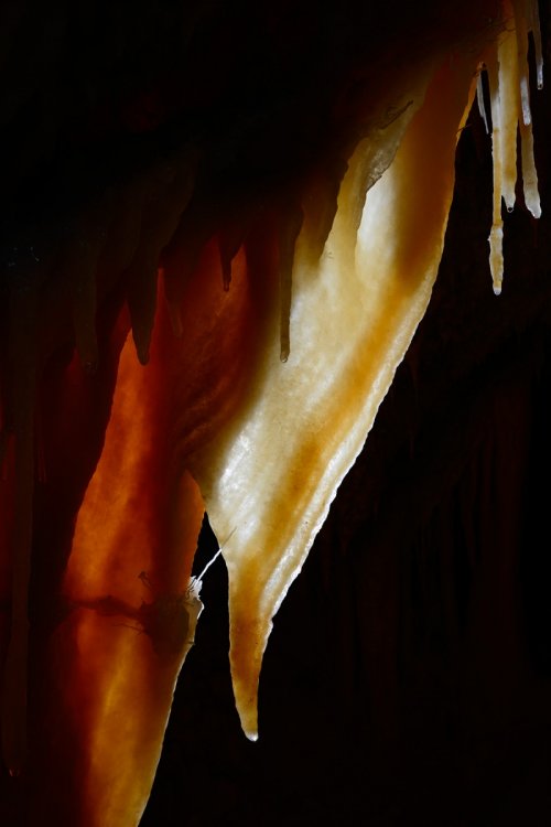 Grotte de la Toussaint (Gard) - Draperie translucide (contre-jour)(SP-14-0959)