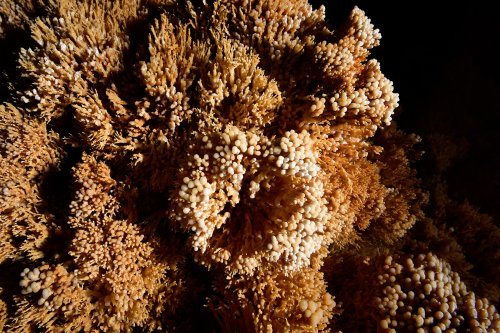 Sima de la Higuera (Pliego, Région de Murcia, Espagne) - "Coraux" de calcite(SP-15-0538)