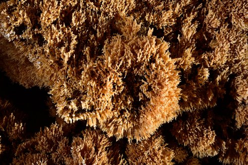 Sima de la Higuera (Pliego, Région de Murcia, Espagne) - "Coraux" de calcite(SP-15-0539)