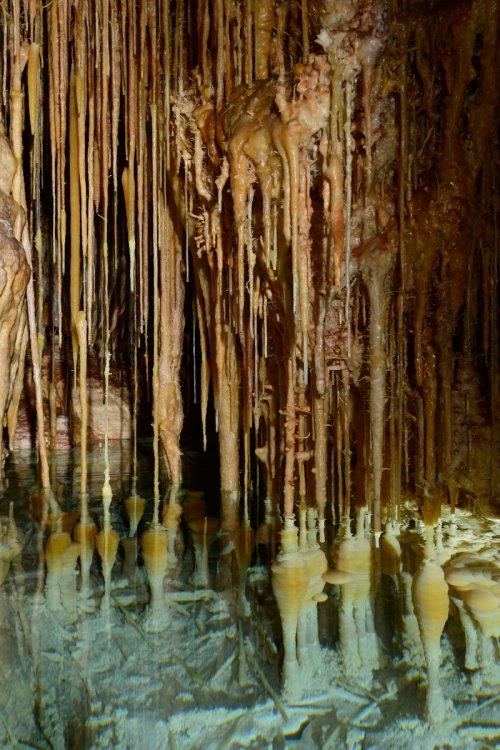 Cova des Pas de Vallgornera (Majorque, Baléares, Espagne) - Concrétions en forme de massues ("bombillas").(SP-15-1275)