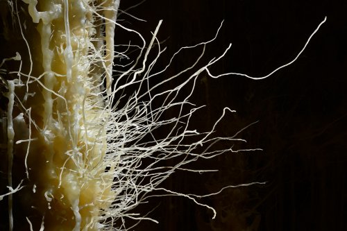 Cova des Pas de Vallgornera (Majorque, Baléares, Espagne) - Fines excentriques horizontales qui se sont développées sur une stalactite(SP-15-1319)