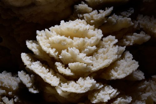 Hollow Hill Cave (Nouvelle Zélande) - Fleur constituée de cristaux de calcite(SP-17-0901)