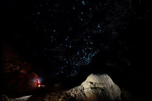 Hollow Hill Cave (Nouvelle Zélande) - Paroi couverte de vers luisants dans une grande salle(SP-17-0911)